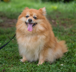 Pomeranian Dogs for adoption in Alpharetta, GA, USA