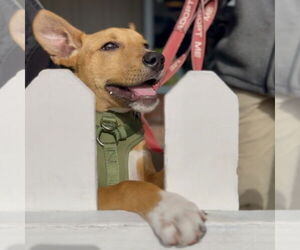 American Pit Bull Terrier-Unknown Mix Dogs for adoption in San Jose, CA, USA