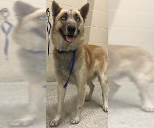 German Shepherd Dog-Huskies  Mix Dogs for adoption in Conroe, TX, USA