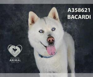 Siberian Husky Dogs for adoption in Stockton, CA, USA