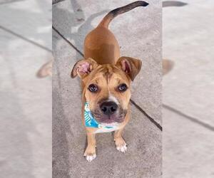 Boxer-Unknown Mix Dogs for adoption in Tulsa, OK, USA