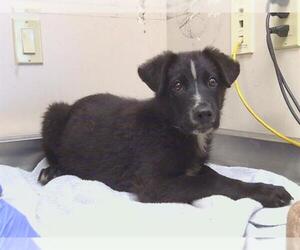 German Shepherd Dog-Unknown Mix Dogs for adoption in Sacramento, CA, USA