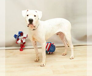 Dogo Argentino Dogs for adoption in Sanford, FL, USA
