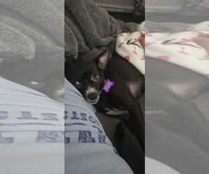 Chihuahua-Unknown Mix Dogs for adoption in Gulfport, MI, USA