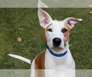 Boxer-Collie Mix Dogs for adoption in Mankato, MN, USA