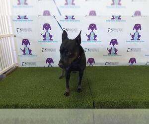 German Shepherd Dog-Unknown Mix Dogs for adoption in Orlando, FL, USA