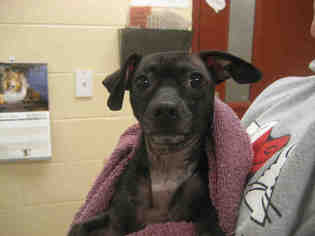 Chiweenie Dogs for adoption in Center Township, PA, USA