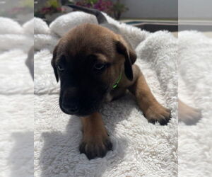 Mastiff-Unknown Mix Dogs for adoption in Goodyear, AZ, USA