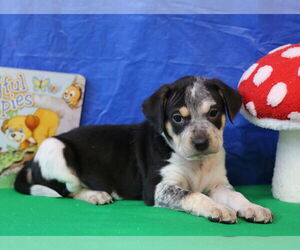 Dachshund-Unknown Mix Dogs for adoption in Wakefield, RI, USA