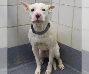 American Staffordshire Terrier-Unknown Mix Dogs for adoption in San Antonio, TX, USA