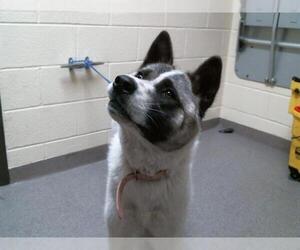 Akita-Siberian Husky Mix Dogs for adoption in Denver, CO, USA