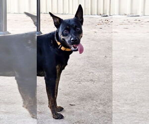 Mutt Dogs for adoption in Houston, TX, USA