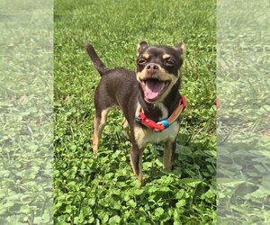 Chihuahua Dogs for adoption in Belleuve, NE, USA