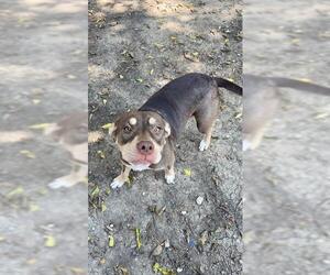 American Staffordshire Terrier-Unknown Mix Dogs for adoption in San Antonio, TX, USA