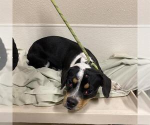 Boston Terrier-Unknown Mix Dogs for adoption in Modesto, CA, USA