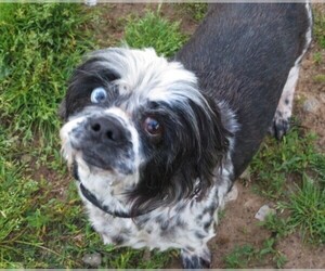 Shih Tzu Dogs for adoption in Franklin, TN, USA