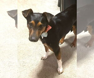 Miniature Pinscher-Unknown Mix Dogs for adoption in Rockaway, NJ, USA