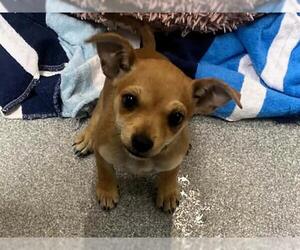 Chihuahua-Unknown Mix Dogs for adoption in Orange, CA, USA