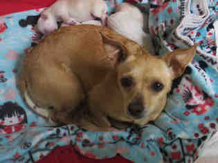 Chihuahua Dogs for adoption in Ojai, CA, USA