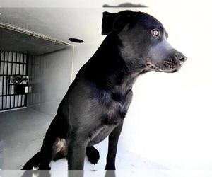 Labrador Retriever-Unknown Mix Dogs for adoption in Houston, TX, USA