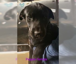 Sheprador Dogs for adoption in Chantilly, VA, USA
