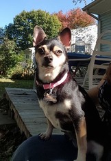 Chipin Dogs for adoption in Poughkeepsie, GA, USA