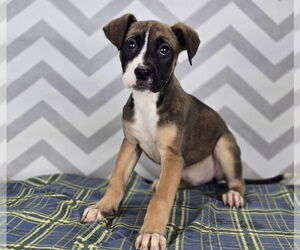 Boxer-Unknown Mix Dogs for adoption in Lakewood, CO, USA