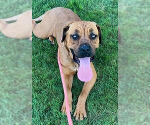 Fila Brasileiro Dogs for adoption in Sacramento, CA, USA