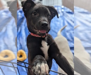 Labrador Retriever-Unknown Mix Dogs for adoption in Holly Springs, NC, USA