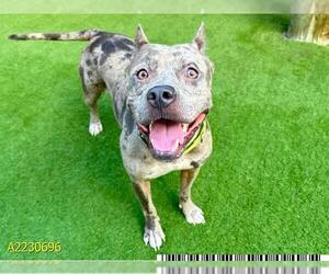 American Pit Bull Terrier Dogs for adoption in West Palm Beach, FL, USA