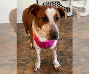 Beagle-Unknown Mix Dogs for adoption in Mankato, MN, USA