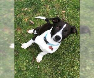 Lab-Pointer Dogs for adoption in Point Pleasant, PA, USA