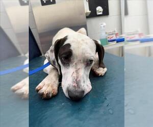 Labrador Retriever-Unknown Mix Dogs for adoption in Mobile, AL, USA