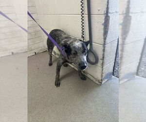 Mutt Dogs for adoption in San Bernardino, CA, USA