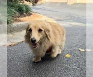 Dachshund-Unknown Mix Dogs for adoption in Decatur, GA, USA