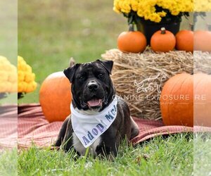 American Pit Bull Terrier-Presa Canario Mix Dogs for adoption in Crete, IL, USA