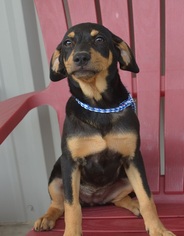 Labrador Retriever-Unknown Mix Dogs for adoption in New Iberia, LA, USA