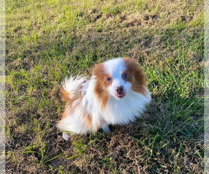 Pomeranian-Unknown Mix Dogs for adoption in Unionville, PA, USA