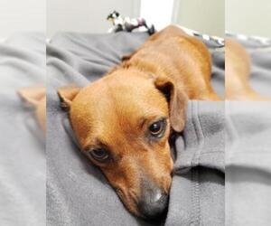 Basschshund Dogs for adoption in Belleville, MI, USA