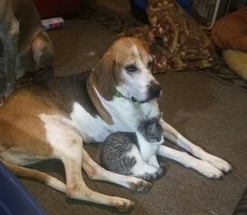 Treeing Walker Coonhound Dogs for adoption in Mount Vernon, AR, USA