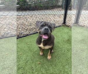 Mutt Dogs for adoption in Hilton Head, SC, USA