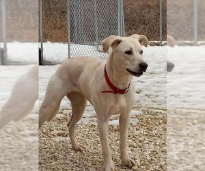 Labrador Retriever-Unknown Mix Dogs for adoption in Monticello, IA, USA