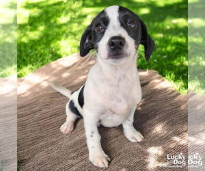 Basschshund Dogs for adoption in Washington, DC, USA