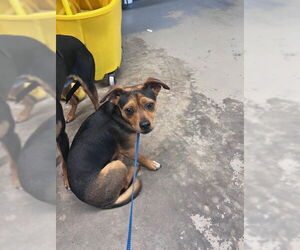 Chipin Dogs for adoption in Tallahassee, FL, USA