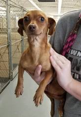 Dachshund Dogs for adoption in Mission, KS, USA