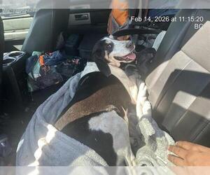 Mutt Dogs for adoption in Ocala, FL, USA