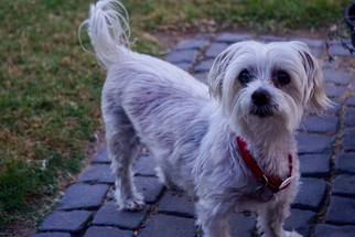 Maltese Dogs for adoption in Pryor, OK, USA