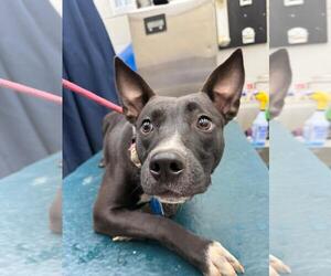 American Pit Bull Terrier-Unknown Mix Dogs for adoption in Mobile, AL, USA