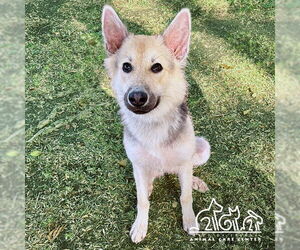 German Shepherd Dog Dogs for adoption in Irvine, CA, USA