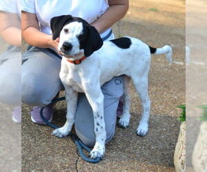 Great Pyrenees-Pointer Mix Dogs for adoption in Enfield, CT, USA